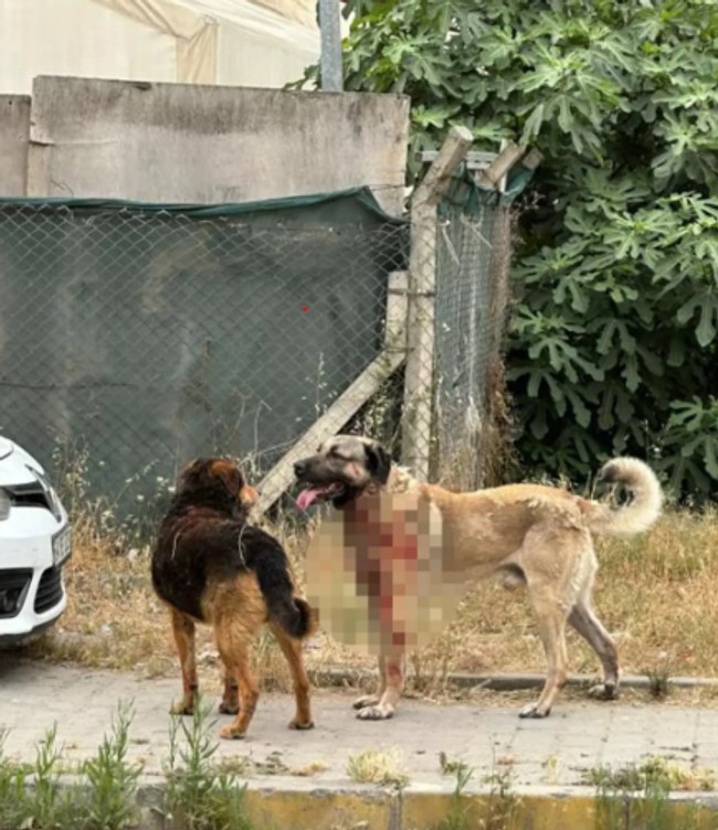 İstanbul'un göbeğinde köpek dehşeti! Yolda yürüyen kadını paramparça ettiler - Resim : 1