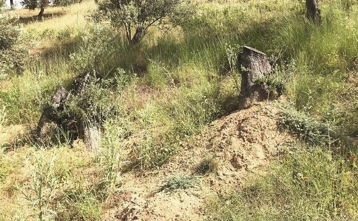 Bir zeytin hikayesi! Edremit’ten söküp Büyükçekmece’ye dikti! - Resim : 1