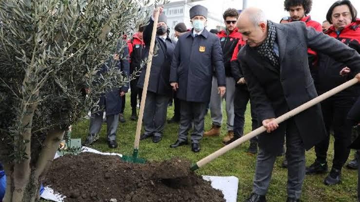 Bir zeytin hikayesi! Edremit’ten söküp Büyükçekmece’ye dikti! - Resim : 3