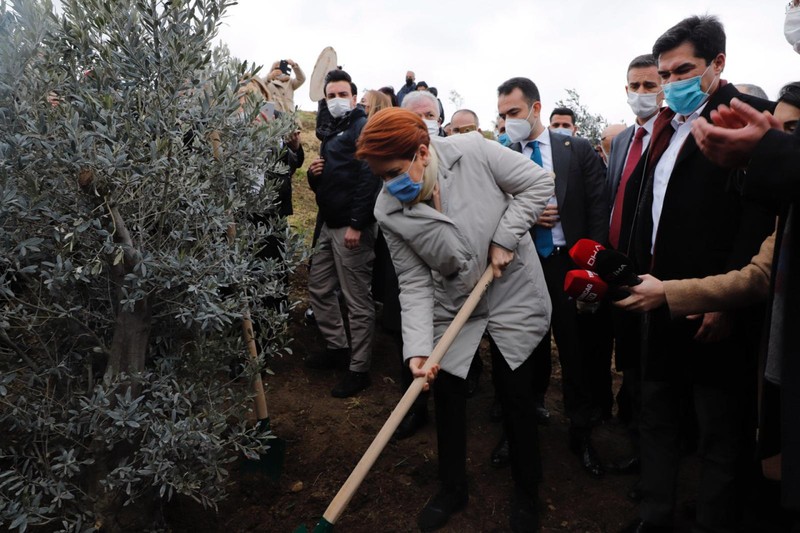 Bir zeytin hikayesi! Edremit’ten söküp Büyükçekmece’ye dikti! - Resim : 4