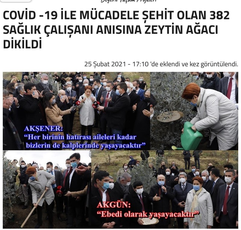 Bir zeytin hikayesi! Edremit’ten söküp Büyükçekmece’ye dikti! - Resim : 5